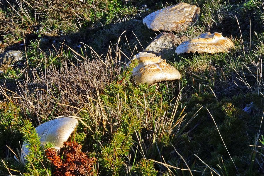 Prataiolo gigante da idenificare